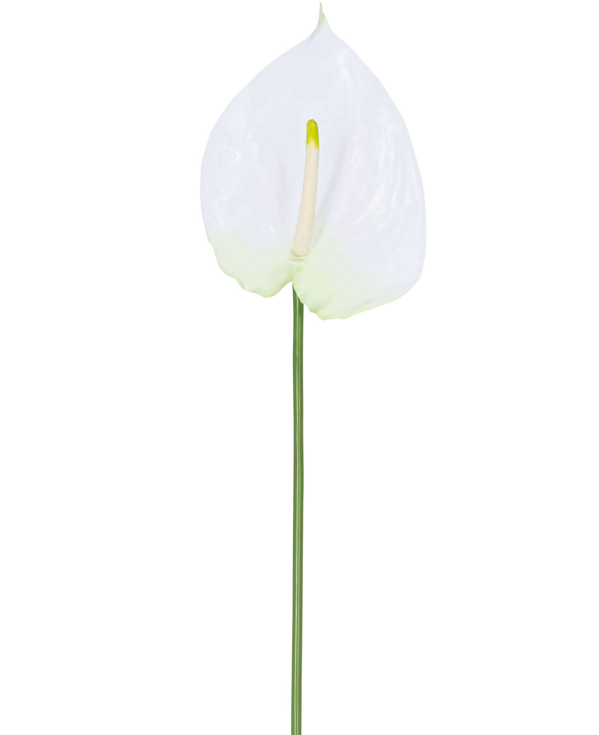 La flor artificial Anthurium 68 cm blanca tiene un único anturio artificial blanco con un espádice de color amarillo claro sobre un tallo largo y verde. Ideal para cualquier espacio, ofrece elegancia duradera y no requiere agua.