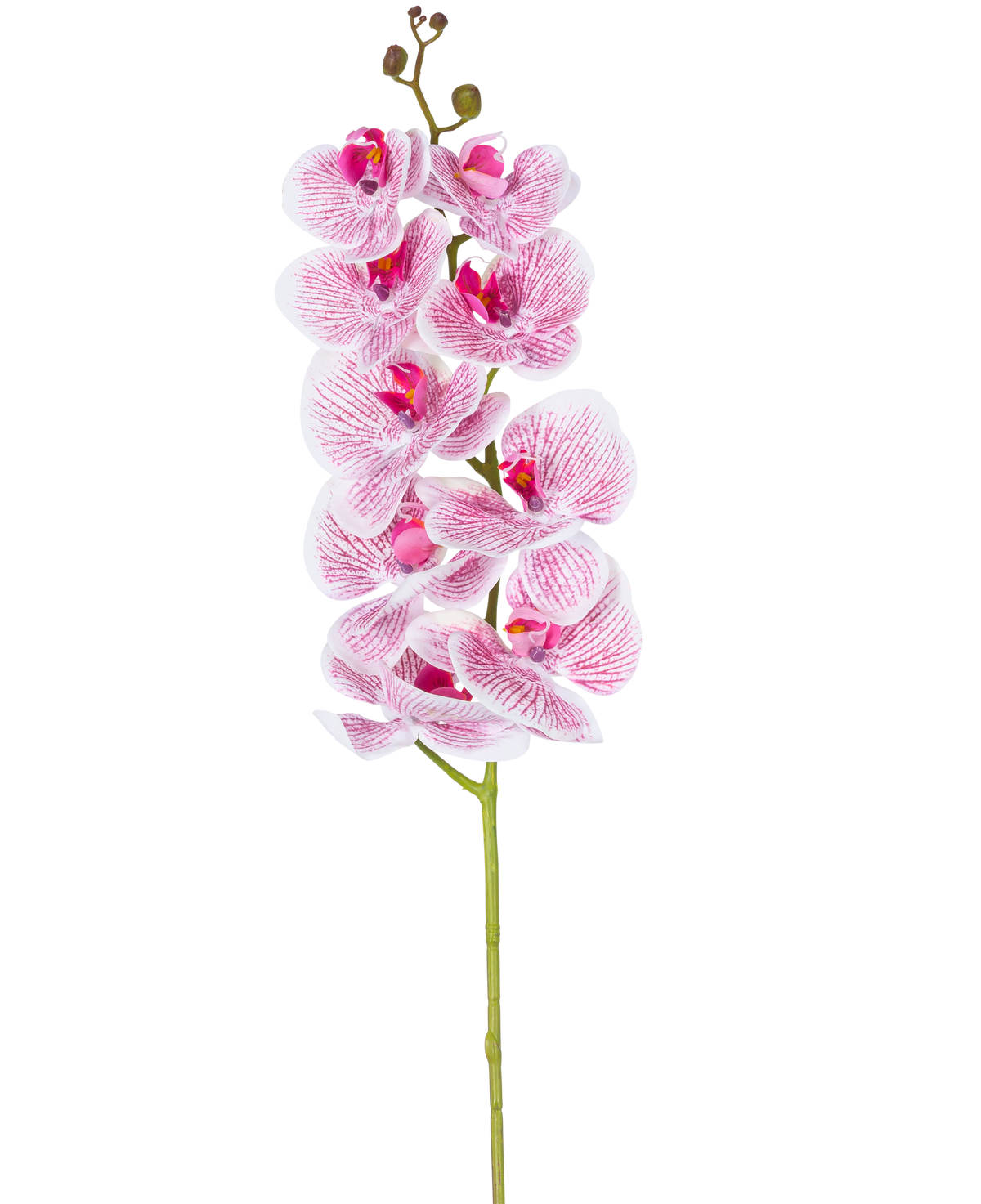 La orquídea artificial Real Touch Deluxe de 105 cm en color fucsia/blanco tiene un solo tallo con múltiples flores, con pétalos veteados de color rosa realistas que forman un llamativo acento decorativo sobre un fondo blanco liso.