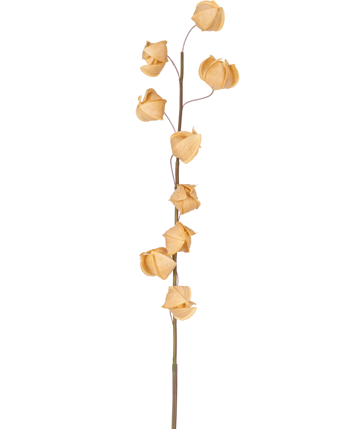 Una flor artificial de Physalis Lampion de 90 cm de color marrón con un solo tallo alto y varias cáscaras secas, marrones y parecidas al papel esparcidas a lo largo, sobre un fondo blanco liso.