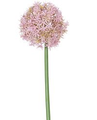 Allium Flor de Cebolla grande 80 cm morado