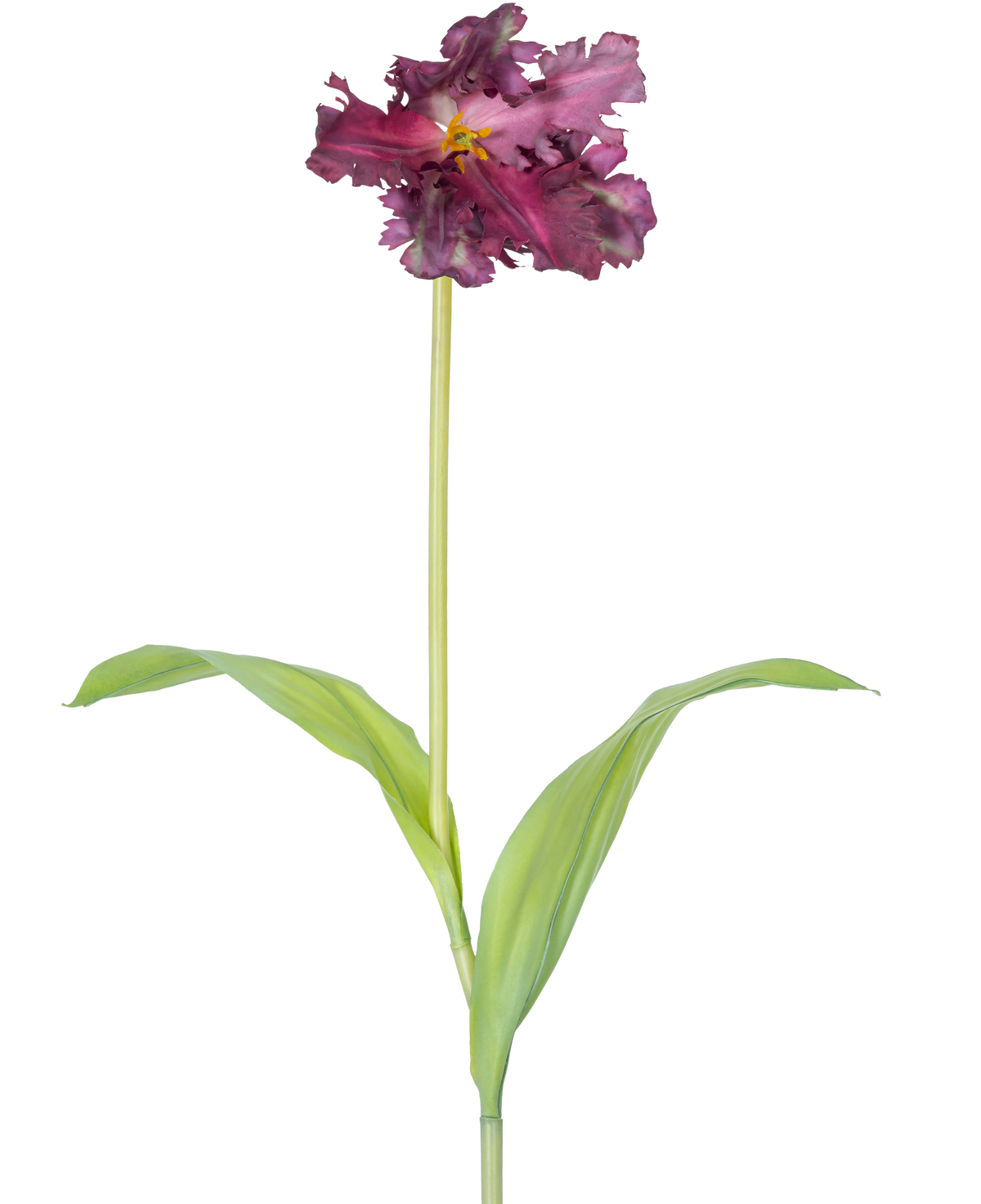La Flor Artificial Tulipán Periquito Francés 76 cm violeta es un único tulipán artificial de color violeta con volantes en los pétalos y dos hojas verdes alargadas sobre un tallo largo, sobre un fondo liso blanco.