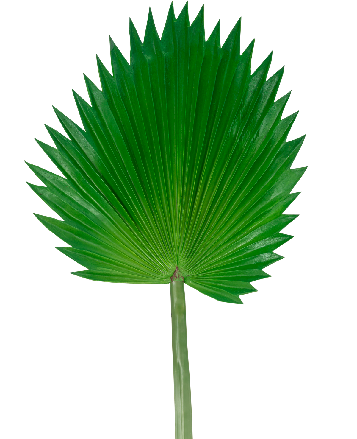 La hoja artificial Washingtonia de 83 cm es una gran hoja de palma artificial de color verde con un tallo largo, representada sobre un fondo blanco liso.