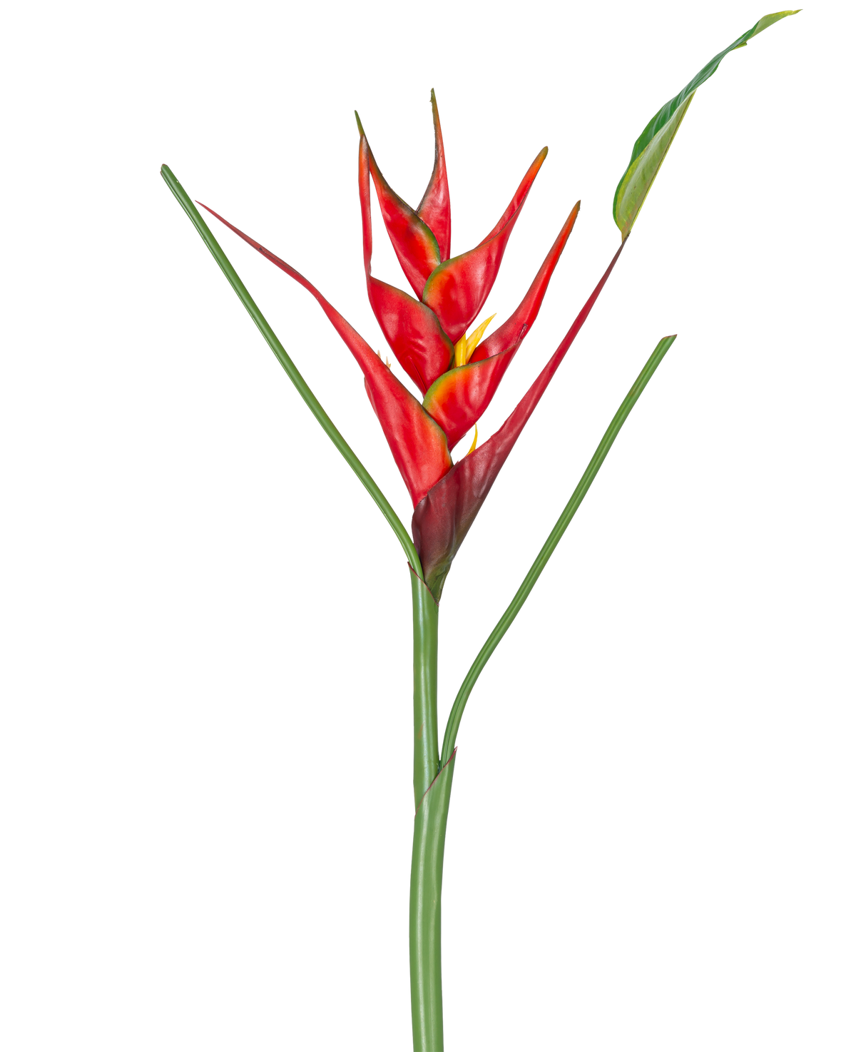 La flor artificial Heliconia de 90 cm roja presenta una única flor artificial de Heliconia con vibrantes brácteas rojas y amarillas en un largo tallo verde, completo con hojas delgadas, perfectas para exhibir sobre un fondo blanco.