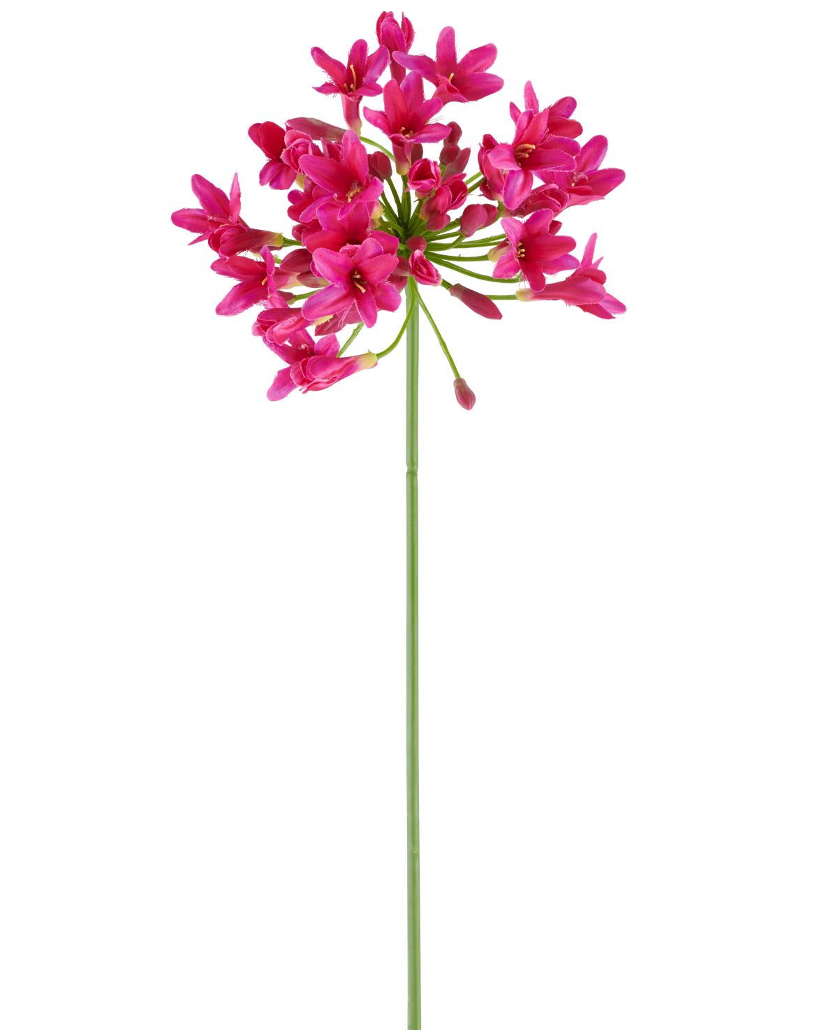 Un único y largo tallo verde de la flor artificial Agapanthus 75 fucsia tiene un racimo de flores de color rosa vibrante en la parte superior, destacándose sobre un fondo blanco liso.