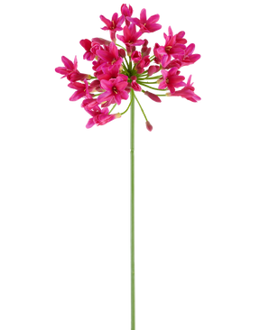 Een enkele, lange groene steel van de Kunstbloem Agapanthus 75 fuchsia draagt aan de top een tros levendig roze bloemen, afstekend tegen een effen witte achtergrond.