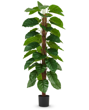 La planta artificial Epipremnum aureum de 180 cm tiene hojas grandes de color verde brillante dispuestas a lo largo de un tallo central marrón y se presenta en una pequeña maceta negra, representada sobre un fondo blanco liso.