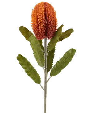 Una sola flor artificial de Banksia de 65 cm en color naranja viejo presenta una flor vieja, grande y puntiaguda de color naranja en la parte superior de un tallo resistente, con varias hojas verdes alargadas y dentadas dispuestas simétricamente a lo largo del tallo, todo sobre un fondo blanco.