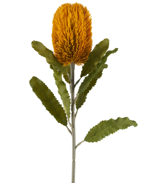 Una única flor artificial de Banksia de color mostaza, de 65 cm de altura, con forma cilíndrica y hojas verdes dentadas sobre un largo tallo, aislada sobre un fondo blanco.