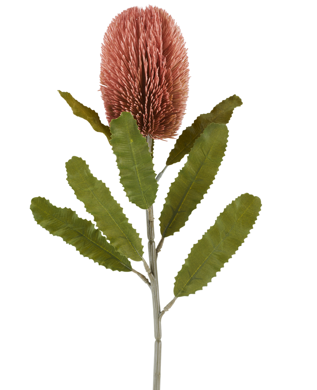 Un solo tallo de la flor artificial Banksia de 65 cm de color rosa antiguo tiene una gran flor rosada, cilíndrica y hojas largas y dentadas de color verde que destacan sobre un fondo blanco.