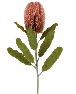 Un solo tallo de la flor artificial Banksia de 65 cm de color rosa antiguo tiene una gran flor rosada, cilíndrica y hojas largas y dentadas de color verde que destacan sobre un fondo blanco.