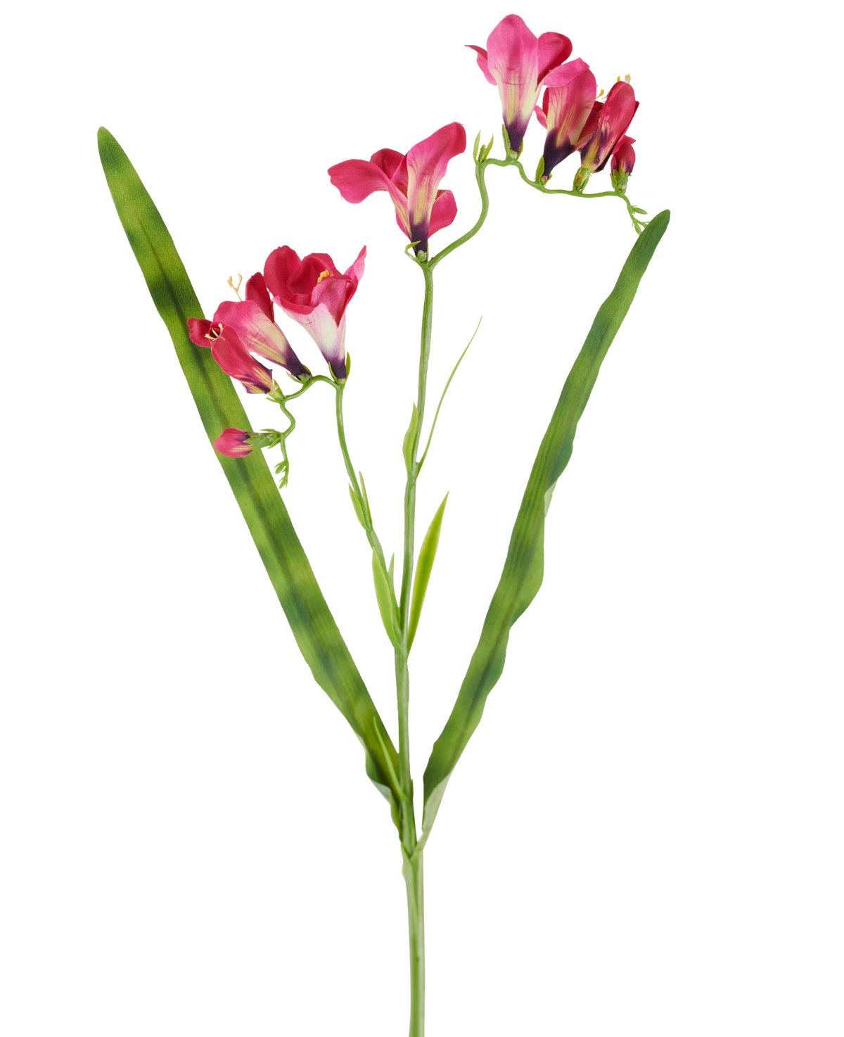 Una flor artificial: fresia de 56 cm en color fucsia, con vibrantes flores fucsias y dos largas y esbeltas hojas verdes, representadas sobre un fondo blanco.