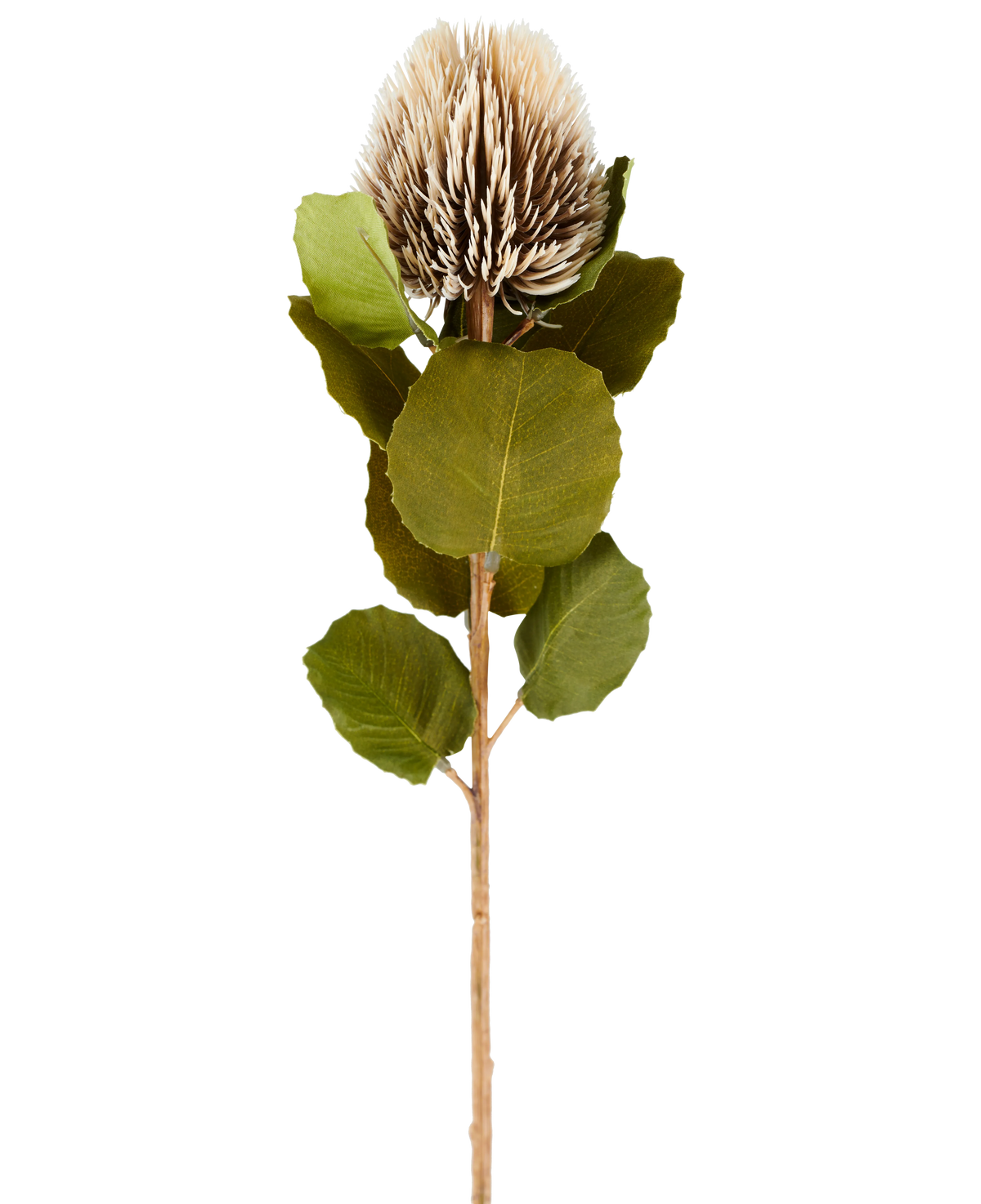 Una única flor artificial de Banksia, de 59 cm de altura, en color crema y marrón, con hojas redondas de color verde y una cabeza de flor de color marrón claro, puntiaguda y en forma de cono sobre un fondo blanco liso.
