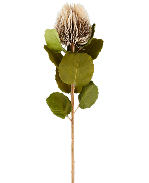 Una única flor artificial de Banksia, de 59 cm de altura, en color crema y marrón, con hojas redondas de color verde y una cabeza de flor de color marrón claro, puntiaguda y en forma de cono sobre un fondo blanco liso.