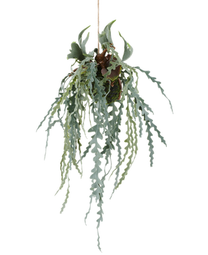La hoja de cuerno de ciervo artificial de 61 cm en una maceta colgante tiene hojas verdes largas y onduladas y ramas en forma de astas que crecen a partir de un bulbo cubierto de musgo, suspendido por una cuerda sobre un fondo blanco.