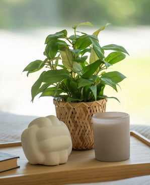 Planta artificial "House Wanderer" en maceta 35cm