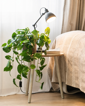 Una planta artificial, una enredadera dorada que cuelga en una maceta de 80 cm (UV), se encuentra sobre una pequeña mesa de madera junto a una cama con una manta beige. Una lámpara de escritorio negra ilumina la planta artificial, mientras que cortinas neutras y un suelo de madera completan la acogedora habitación.