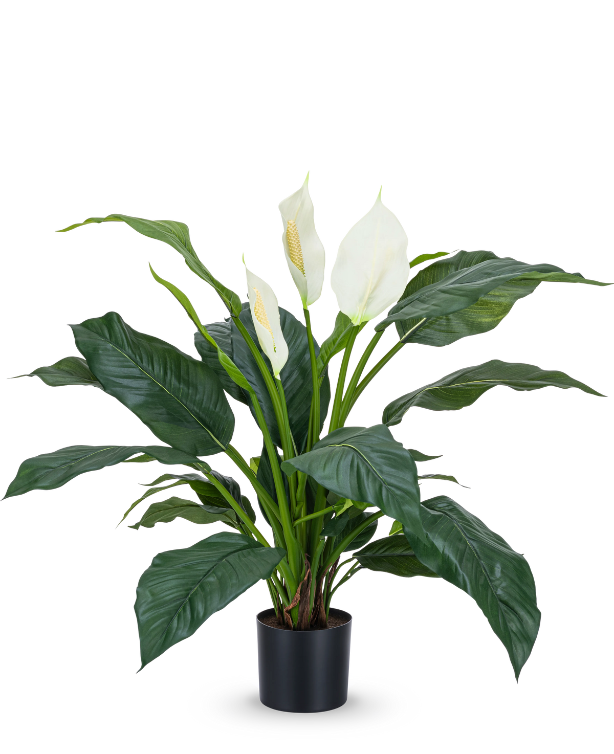 La planta artificial Spathiphyllum white 85 cm es una planta realista en maceta con hojas grandes de color verde oscuro y tres flores blancas sobre un fondo blanco liso: una elegante planta de interior para cualquier interior.