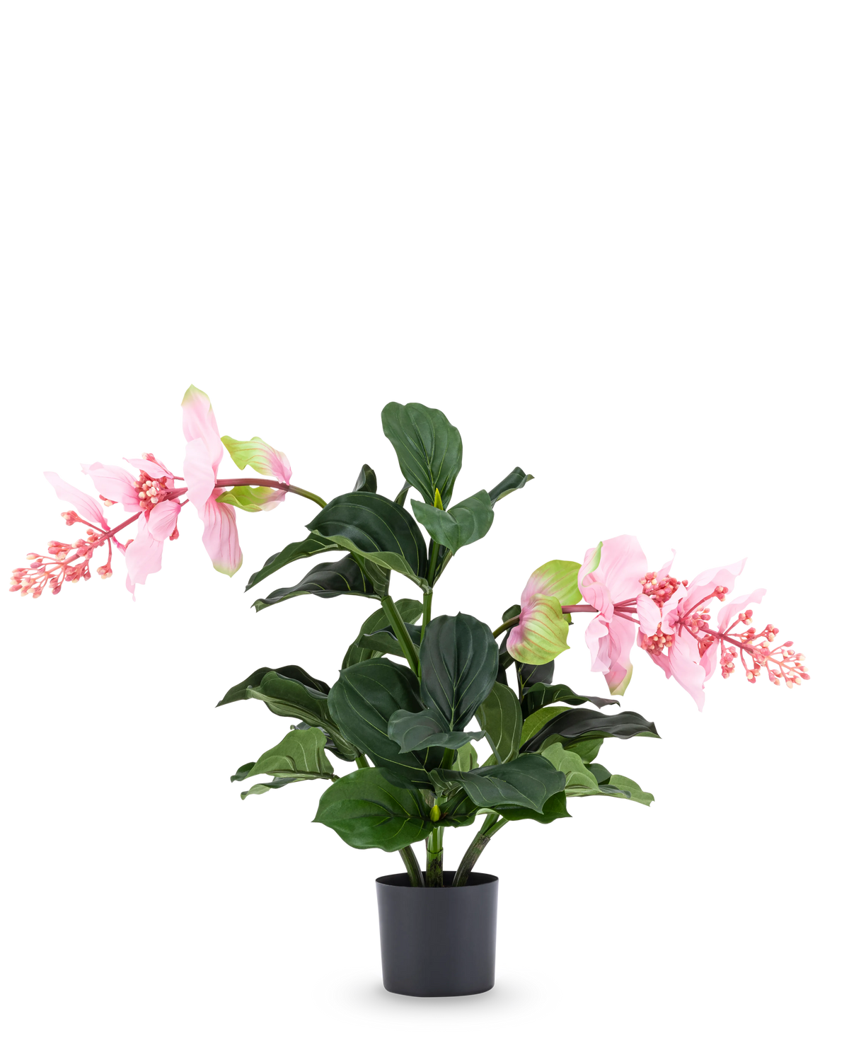 La planta artificial Medinilla de 60 cm tiene hojas grandes de color verde oscuro y dos tallos altos con racimos de flores rosas que recuerdan al hibisco y se alzan sobre un fondo blanco liso.