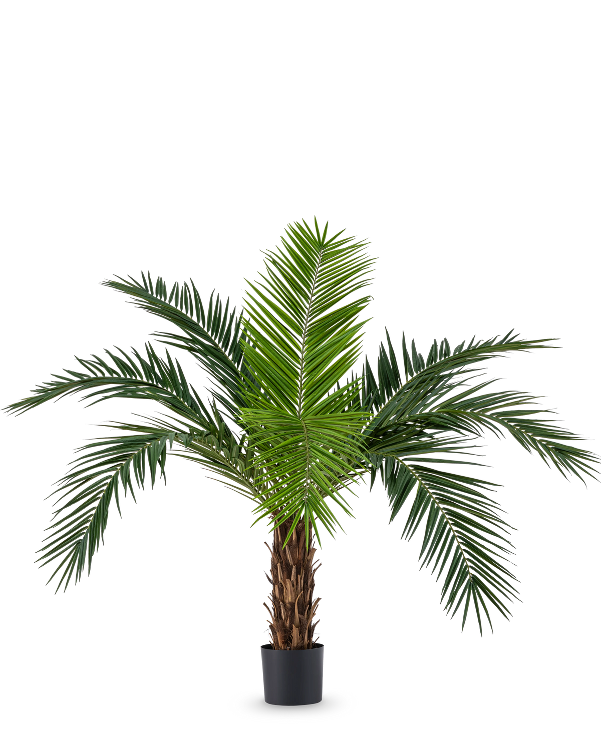 La palmera artificial Phoenix Canarie de 160 cm con largas hojas verdes y aspecto tropical se encuentra en una maceta sobre un fondo blanco. Esta palmera artificial aporta inmediatamente un ambiente tropical a cualquier habitación.