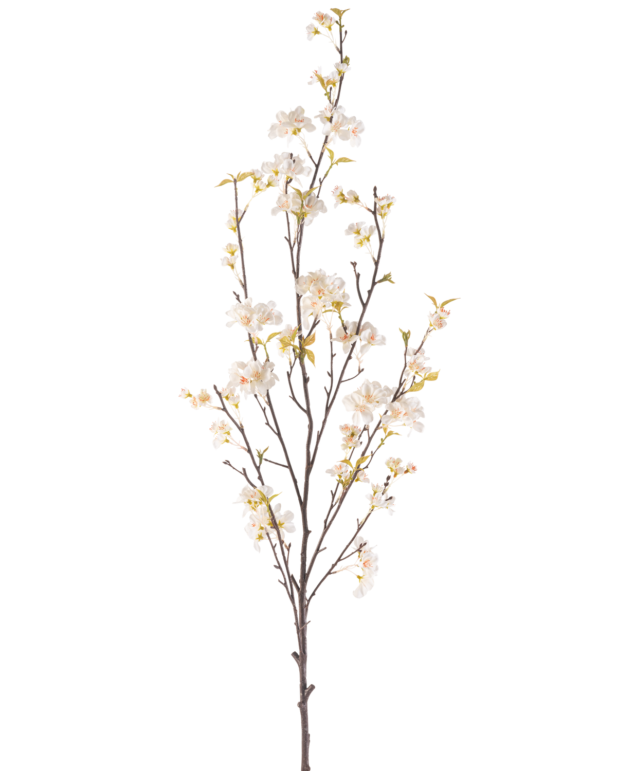 La flor artificial de cerezo en flor color crema de 150 cm tiene una rama alta con varios tallos finos, pequeñas flores blancas de cerezo y hojas verdes dispersas, todo ello sobre un fondo blanco liso.
