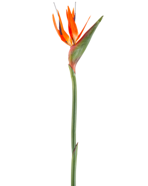 La Flor Artificial Ave del Paraíso coral 99 cm es una flor artificial con pétalos puntiagudos y un tallo verde, representada sobre un fondo blanco.