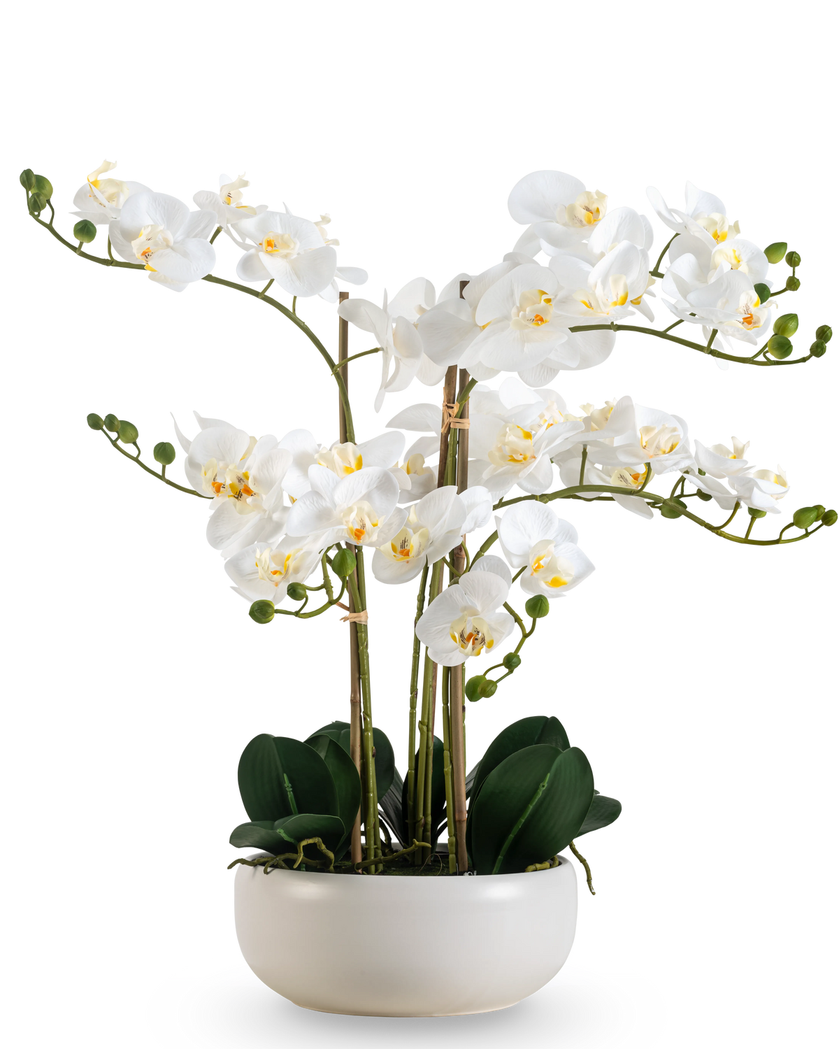 Una Orquídea Artificial Real Touch de 50 cm en color blanco, con múltiples flores y capullos, elegantemente presentada en una maceta blanca a juego.