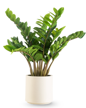La Planta Artificial Zamioculcas confeccionada en maceta beige de 80 cm tiene hojas gruesas de color verde brillante que crecen erguidas y se presenta en una elegante maceta beige sobre un fondo blanco liso.