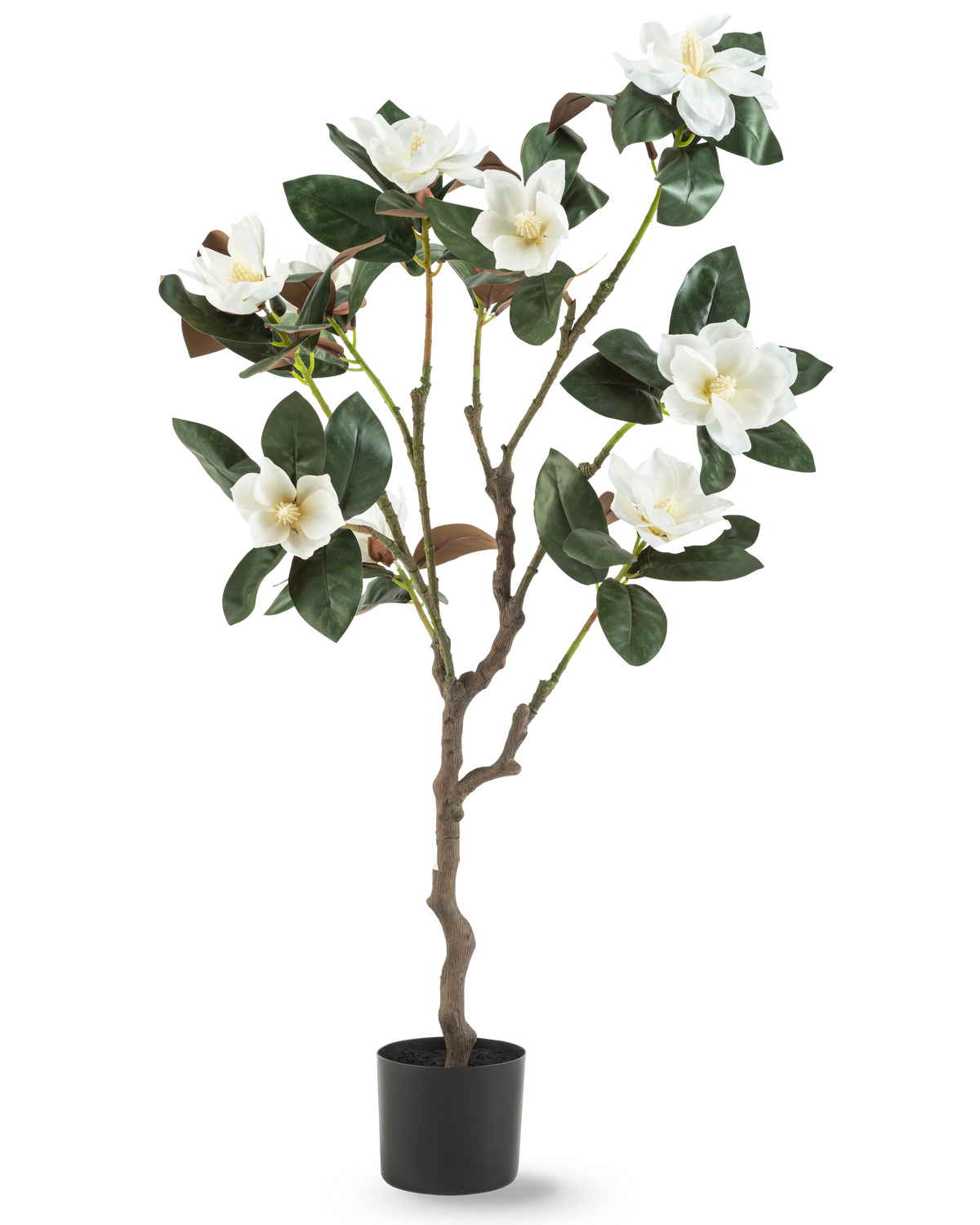 La planta Yulania Artificial 120 cm con flor es un árbol de magnolia artificial en maceta con múltiples ramas, grandes hojas de color verde brillante y varias flores blancas sobre un fondo liso blanco.