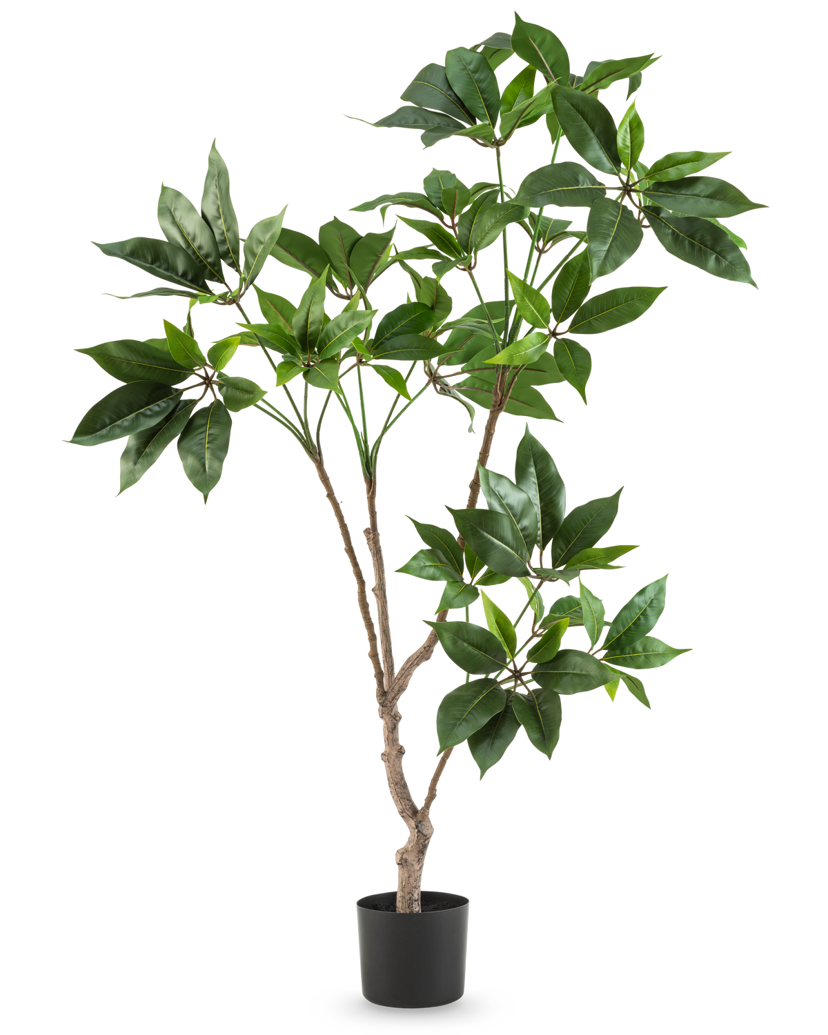 La planta Schefflera artificial de 120 cm tiene varios tallos delgados de color marrón con manojos de hojas grandes y de color verde brillante en una pequeña maceta negra, sobre un fondo blanco liso.