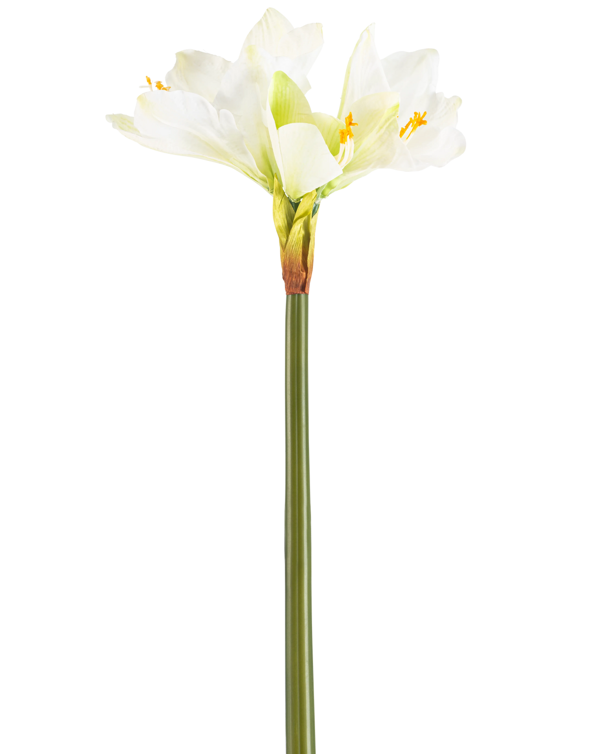 La Flor Artificial Amarilis Real Touch blanca de 66 cm tiene un tallo verde alto con varias flores grandes de Amarilis blancas en la parte superior, sobre un fondo blanco liso.