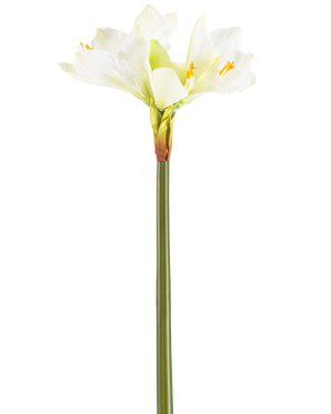 De Kunstbloem Amaryllis Real Touch wit 66 cm heeft een hoge groene steel met een aantal grote witte Amaryllis bloemen aan de bovenkant, tegen een effen witte achtergrond.