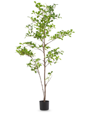 De Kunstplant Terminalia Catappa 150 cm is een hoge kunstboom in pot met meerdere slanke takken en groene bladeren in een eenvoudige zwarte pot tegen een effen witte achtergrond.