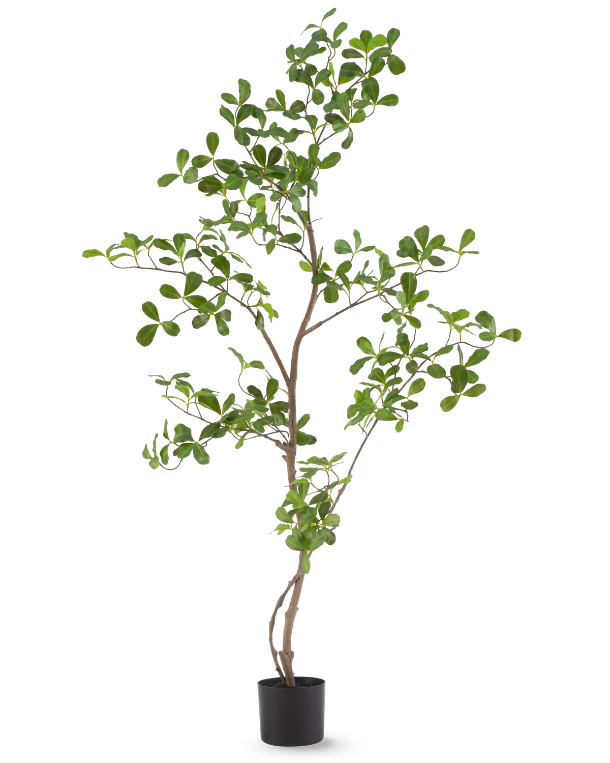 La planta artificial Terminalia Catappa 120 cm es una planta en maceta alta y esbelta con ramas delgadas y numerosas hojas pequeñas y redondas de color verde, representadas sobre un fondo blanco liso.