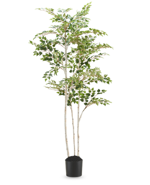 De Kunst Berkenboom "Silver" 180 cm is een hoge kunstberk met bonte bladeren in een eenvoudige zwarte pot, tegen een effen witte achtergrond.