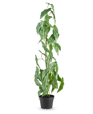La planta artificial Begonia Maculata de 90 cm verde destaca con hojas moteadas de blanco y verde en una pequeña maceta negra, sobre un fondo blanco liso.