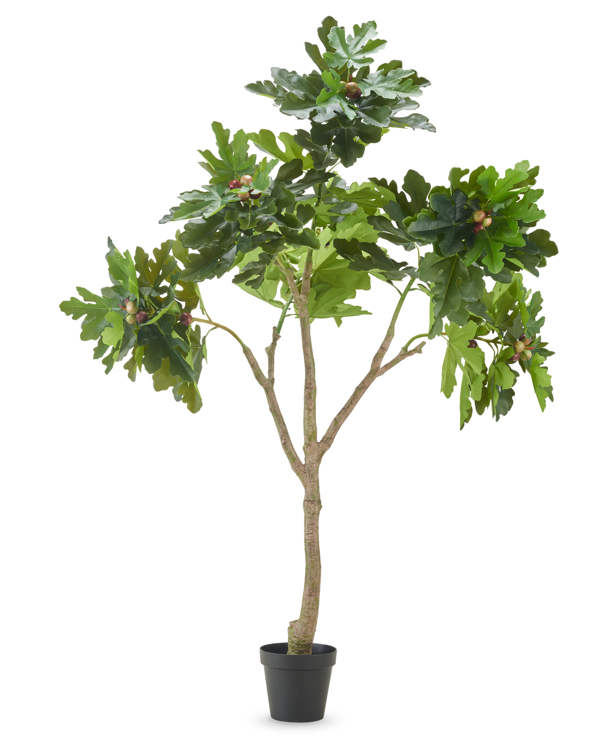 La planta artificial Ficus Carica higuera de 210 cm tiene múltiples ramas, hojas verdes exuberantes y varios higos verdes sobre un fondo blanco liso.