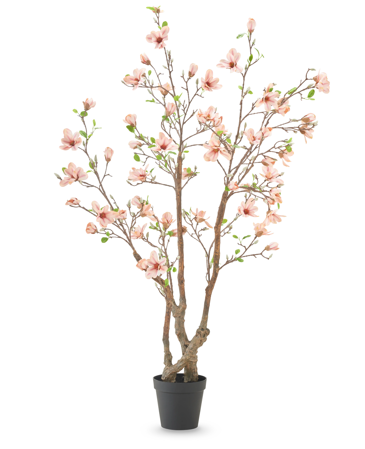 La Planta Artificial Magnolia 220 cm es un árbol de magnolia artificial en maceta con varias ramas marrones, flores de color rosa claro y hojas verdes en una sencilla maceta negra sobre un fondo blanco.
