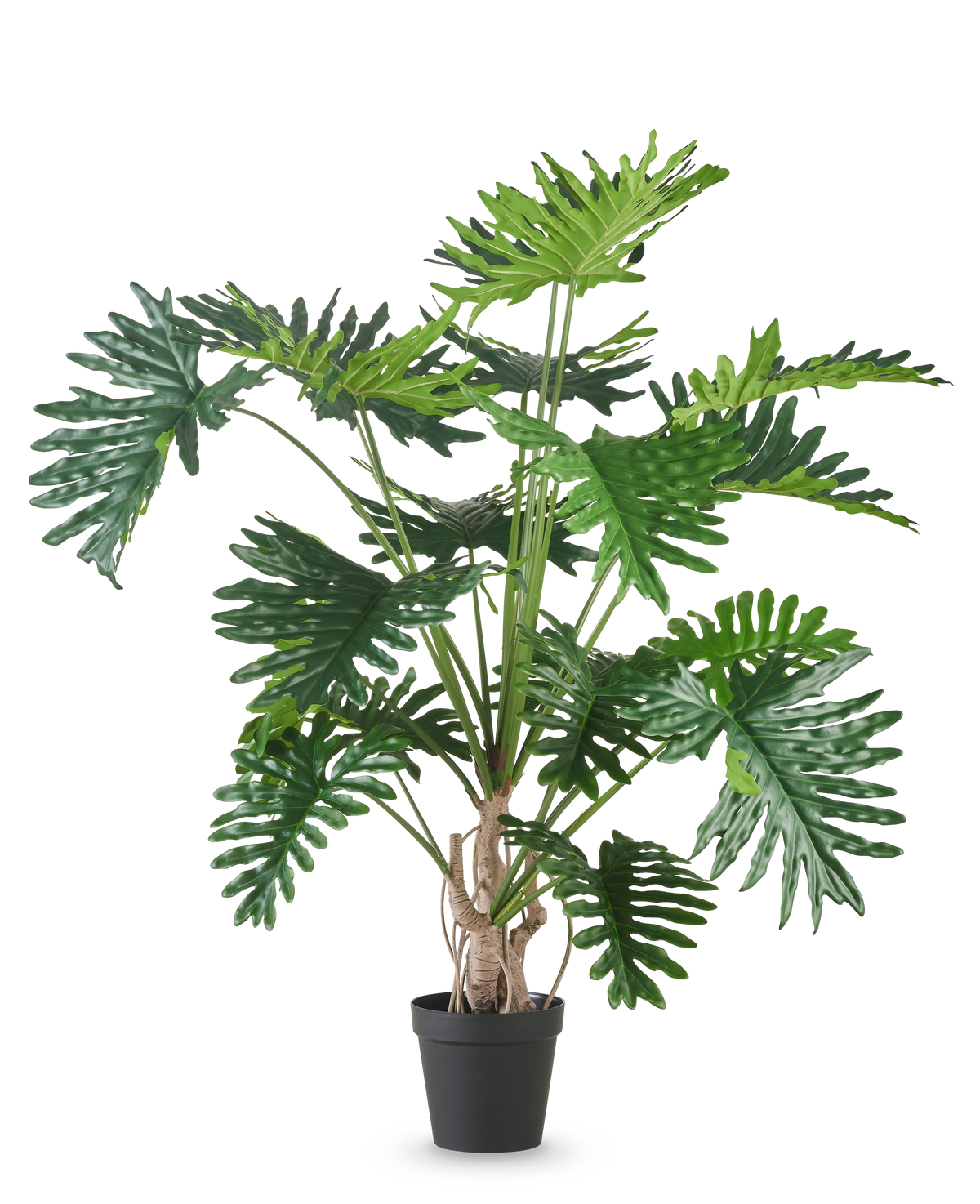 La planta filodendro artificial de 180 cm tiene hojas verdes grandes, brillantes y profundamente lobuladas y está representada sobre un fondo blanco liso.