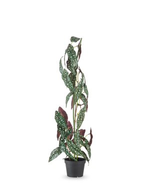 La planta artificial Begonia Maculata 90 cm verde/rojo tiene tallos altos y erguidos y hojas verdes con puntos blancos y el envés rojo violeta, sobre un fondo blanco liso.
