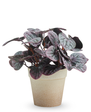 La hoja rugosa artificial de 21 cm gris tiene hojas abigarradas de color violeta oscuro y verde en una maceta con estructura de color marrón claro, presentada sobre un fondo blanco liso.
