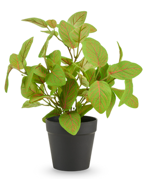 Fittonia artificial en maceta 25 cm UV