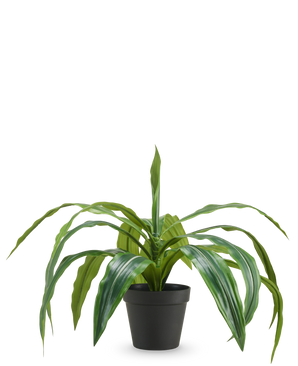 La Dracaena artificial en maceta UV 50 cm tiene hojas verdes largas y colgantes y se suministra en una maceta negra sobre un fondo blanco liso.