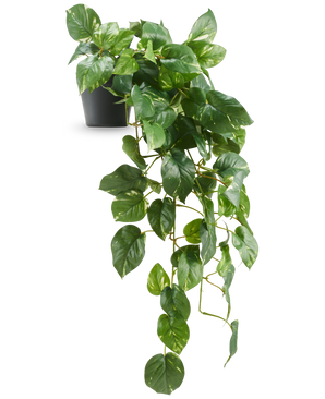 De Kunst Hangende goudrank Deluxe in pot 80 cm UV heeft glanzende, hartvormige groene bladeren die elegant vanuit een zwarte pot naar beneden lopen, tegen een witte achtergrond.