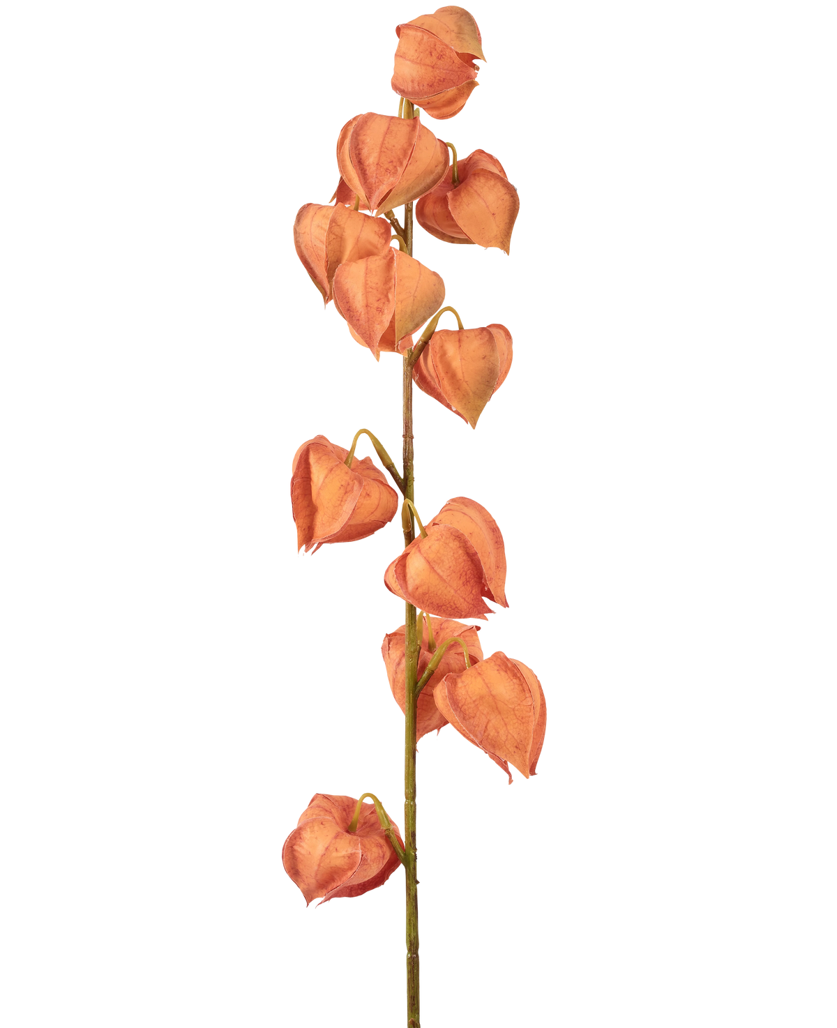 La Planta Linterna de Flores Artificiales de 79 cm de color naranja tiene un solo tallo con múltiples cáscaras de color naranja en forma de linterna, dispuestas verticalmente y que recuerdan al physalis seco, sobre un fondo blanco liso.