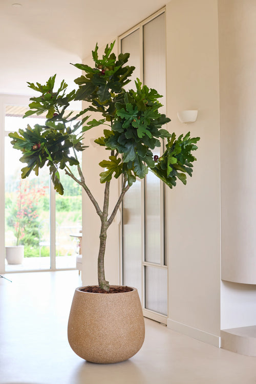 Una planta artificial, una higuera Ficus Carica de 210 cm en una maceta redonda de color beige, se encuentra en una habitación moderna y luminosa con paredes claras y grandes ventanales que dejan entrar mucha luz natural.