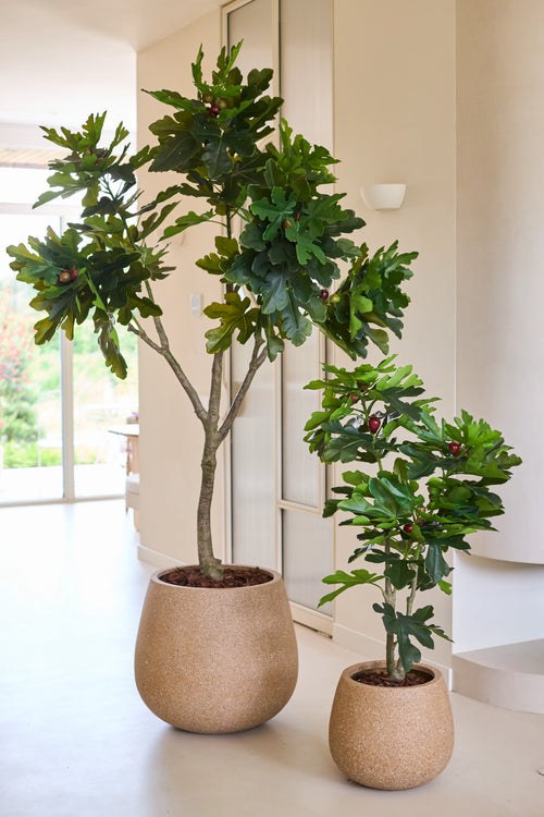 Dos higueras artificiales de Ficus Carica, cada una de 210 cm de altura y con exuberantes hojas verdes, se colocan en el interior cerca de una ventana luminosa contra una pared y un suelo en colores neutros.