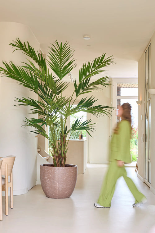 Una planta artificial, una palmera Kentia de 270 cm, se encuentra en un luminoso vestíbulo mientras alguien con un traje verde pasa; el movimiento hace que esta persona parezca un poco borrosa.