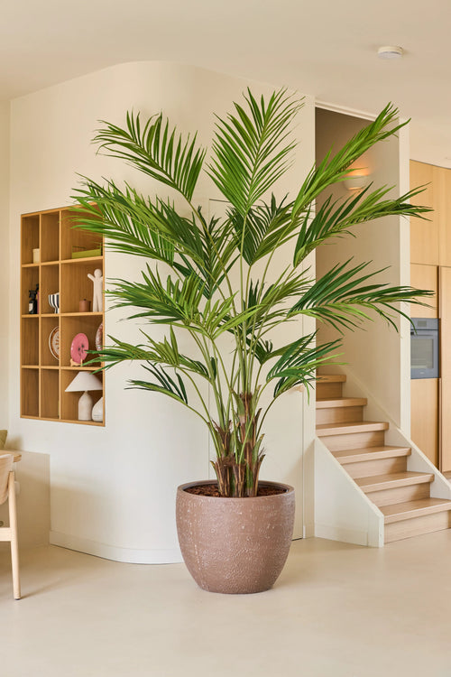 La planta artificial Kentia Palm de 270 cm se ubica en un espacio habitable moderno y minimalista con estantes de madera clara, una escalera y paredes y suelos de colores neutros.
