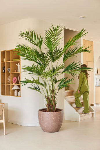 Een kunstplant, een Kentia-palm van 270 cm, staat in een moderne, beige woonkamer. Op de achtergrond loopt een in het groen geklede persoon de trap op, terwijl aan de linkerwand houten planken met decoraties zijn bevestigd.