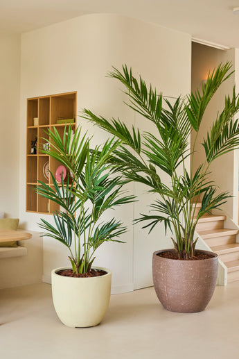 Twee Kunstplant Kentia-palmen van 150 cm staan naast elkaar in een moderne, minimalistische woonruimte met lichtgekleurde muren, houten planken en een trap op de achtergrond.
